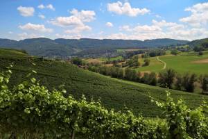 Wanderung Rebenweg Aesch