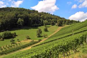 Wanderung Rebenweg Aesch