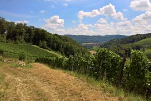 Wanderung Rebenweg Aesch