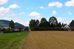 Wanderung Rebenweg Aesch