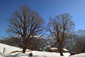 Winterwanderung Braunwald - Nussbüel