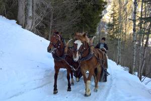 Pferdekutsche auf dem Nussbüel-Wegg