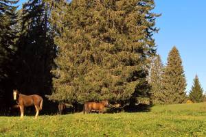 Wanderung Grande Joux - Sagnettes