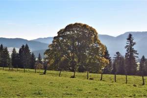 Wanderung Grande Joux - Sagnettes