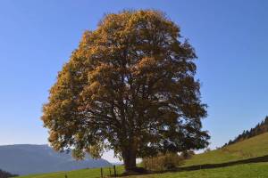 Wanderung Grande Joux - Sagnettes