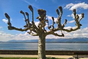Hermance/Genfersee