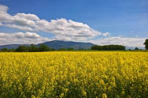 Wanderung Hermance - Meinier
