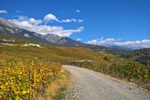 Wanderung Arbaz - Drône - Sion/Pont-de-la-Morge