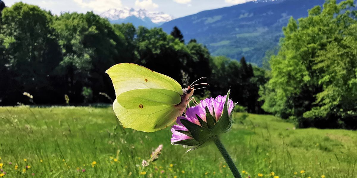 Durch Welt und Wiese