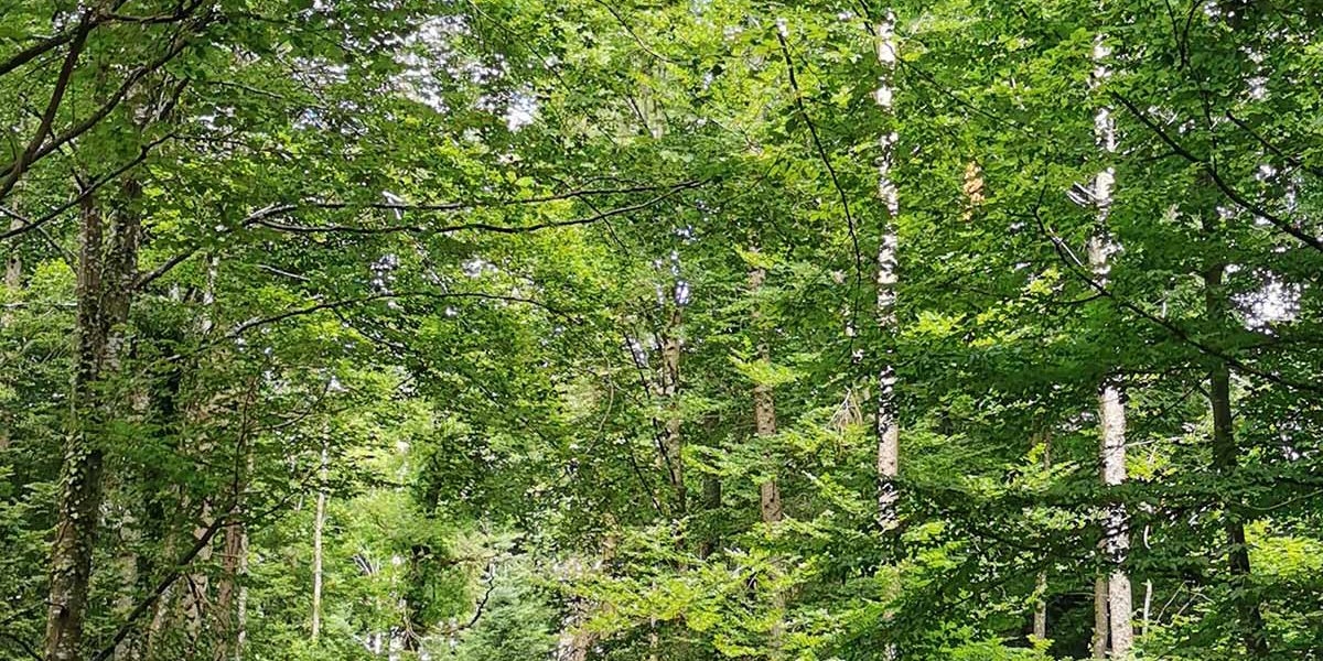 Klang der Stille im Wald